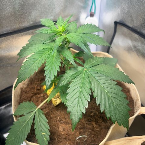 Royal AK Auto [RQS] x3 growlog timeline photo