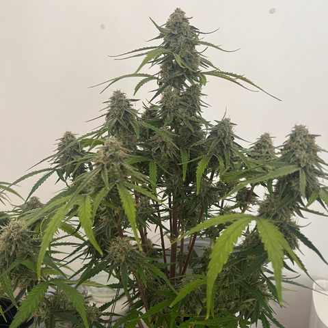 Titan F1 Hybride [RQS]x2 growlog timeline photo