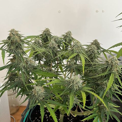 Titan F1 Hybride [RQS]x3 growlog timeline photo