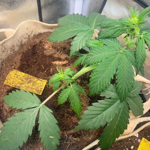 Royal AK Auto [RQS] x3 growlog timeline photo