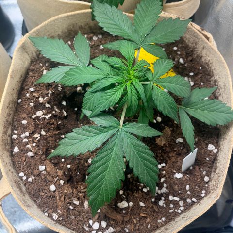 Royal AK auto [RQS] x2 growlog timeline photo