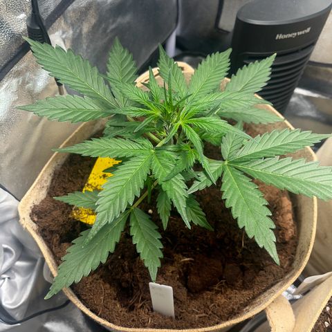 Royal AK auto [RQS] x1 growlog timeline photo
