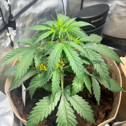 Royal AK auto [RQS] x1 growlog timeline photo