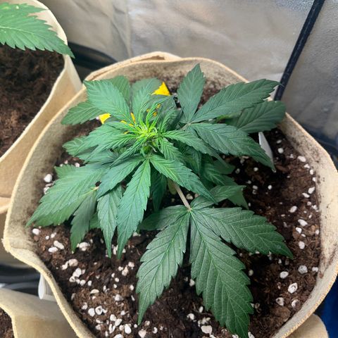 Royal AK auto [RQS] x2 growlog timeline photo