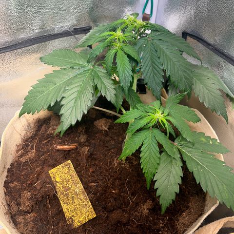 Royal AK Auto [RQS] x3 growlog timeline photo