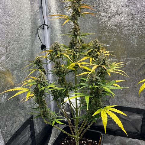 Titan F1 Hybride [RQS]x1 growlog timeline photo