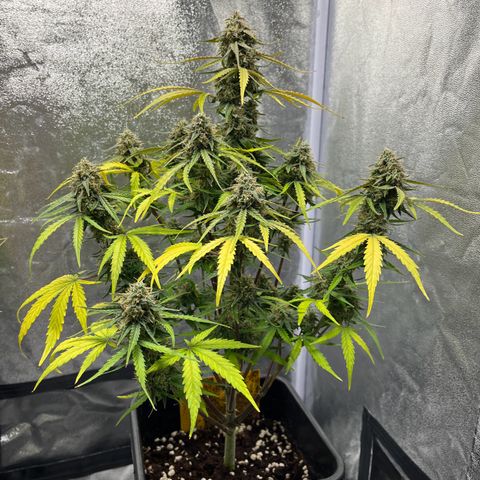 Titan F1 Hybride [RQS]x2 growlog timeline photo
