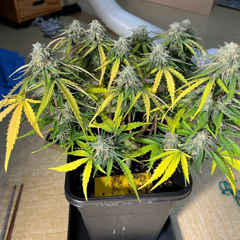 Titan F1 Hybride [RQS]x3 growlog timeline photo