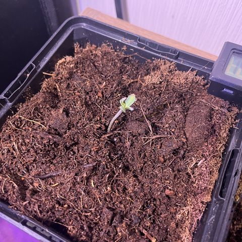 Cookies Gelato Auto [RQS] x1 growlog timeline photo