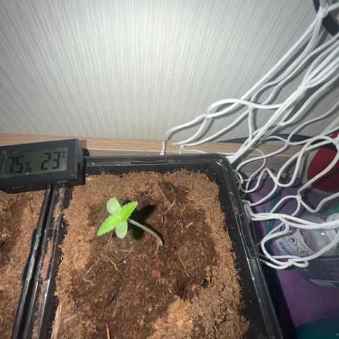 Cookies Gelato Auto [RQS] x1 growlog timeline photo