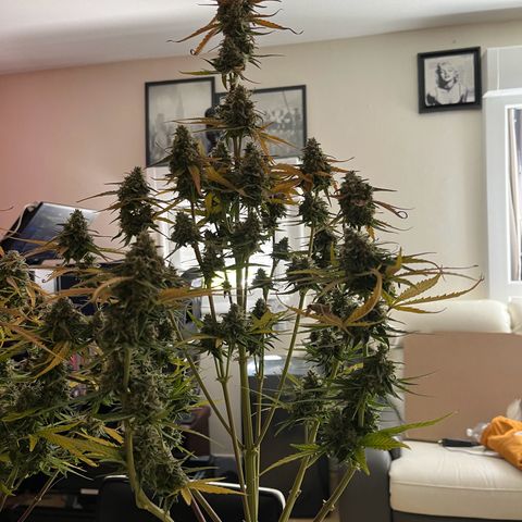 Titan F1 Hybride [RQS]x1 growlog timeline photo