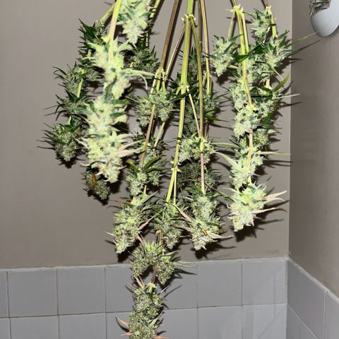 Titan F1 Hybride [RQS]x1 growlog timeline photo