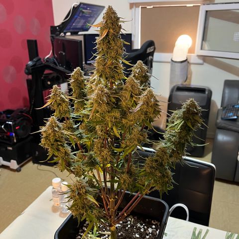 Titan F1 Hybride [RQS]x2 growlog timeline photo