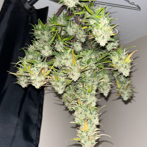 Titan F1 Hybride [RQS]x2 growlog timeline photo