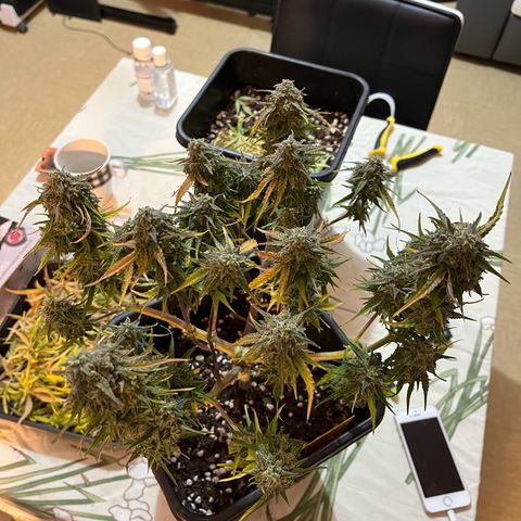 Titan F1 Hybride [RQS]x3 growlog timeline photo