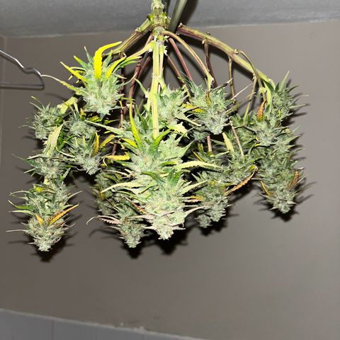 Titan F1 Hybride [RQS]x3 growlog timeline photo