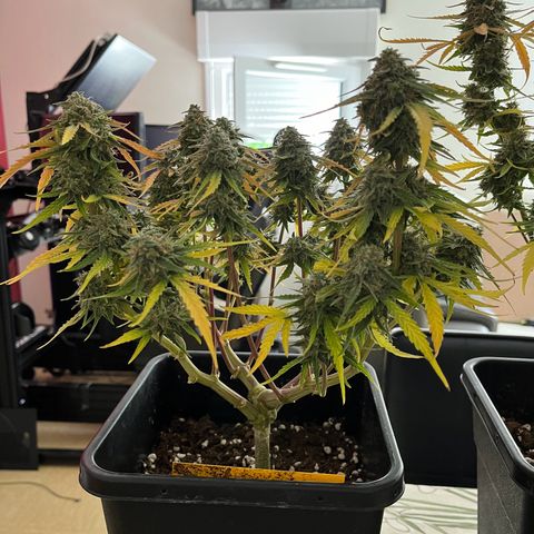 Titan F1 Hybride [RQS]x3 growlog timeline photo