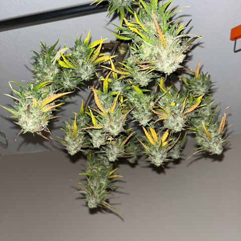 Titan F1 Hybride [RQS]x3 growlog timeline photo