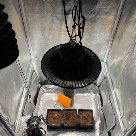 Cookies Gelato Auto [RQS] x1 growlog timeline photo
