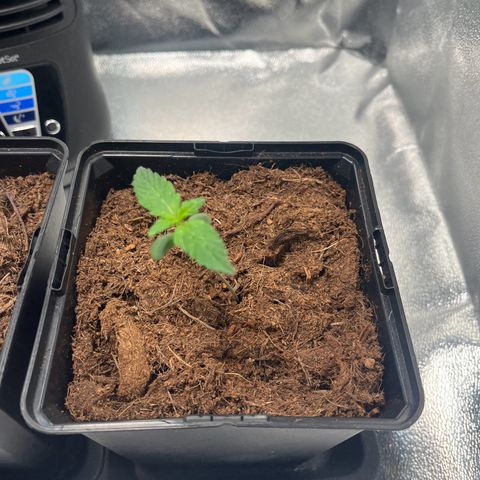 Cookies Gelato Auto [RQS] x1 growlog timeline photo
