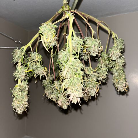 Titan F1 Hybride [RQS]x3 growlog timeline photo