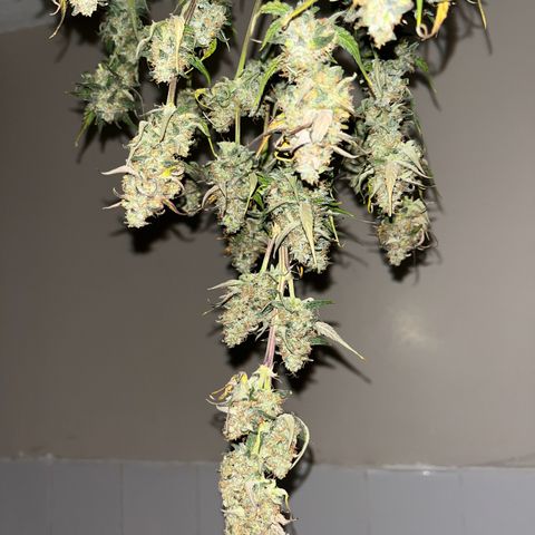 Titan F1 Hybride [RQS]x1 growlog timeline photo