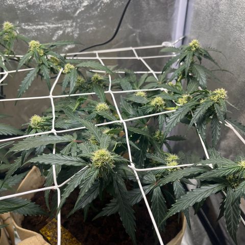Royal AK Auto [RQS] x3 growlog timeline photo