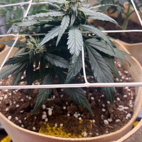 Royal AK auto [RQS] x2 growlog timeline photo