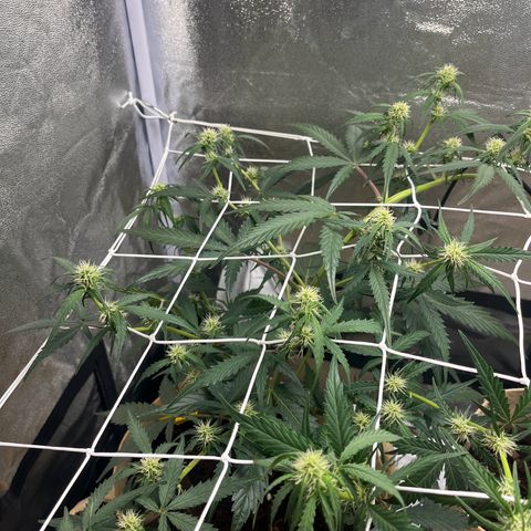 Royal AK auto [RQS] x1 growlog timeline photo