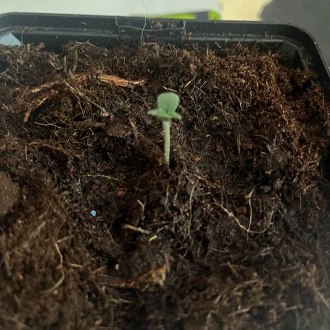 Blue Cheese growlog timeline photo