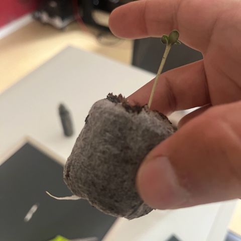 Blue Cheese growlog timeline photo