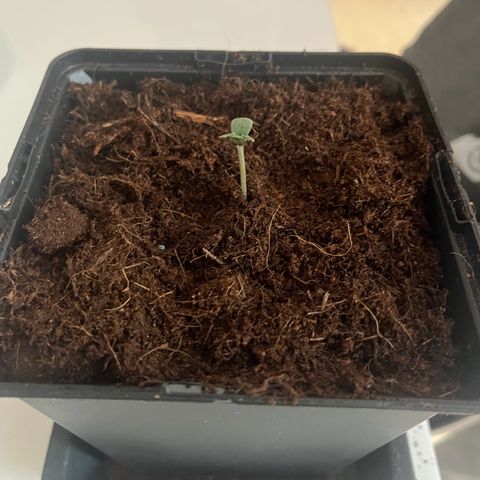 Blue Cheese growlog timeline photo