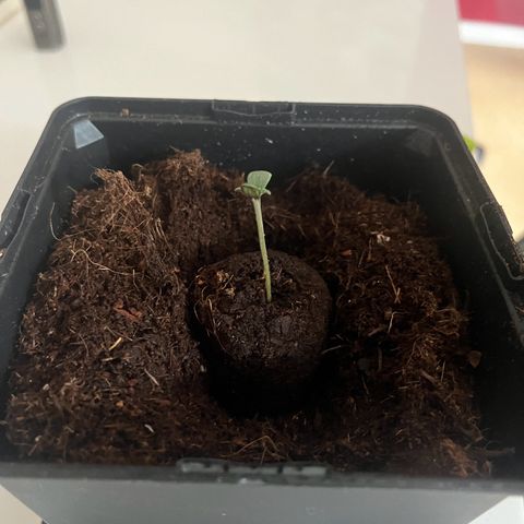 Blue Cheese growlog timeline photo