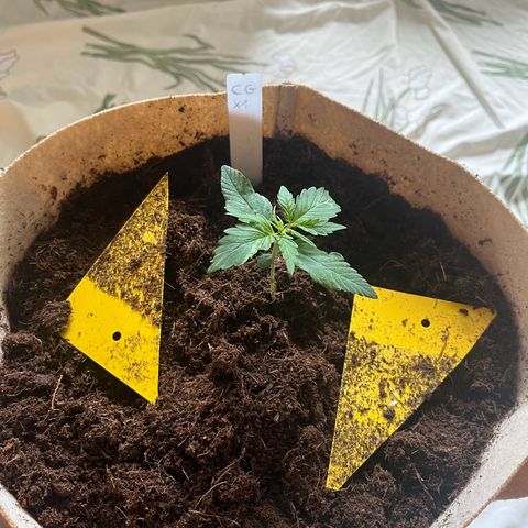 Cookies Gelato Auto [RQS] x1 growlog timeline photo