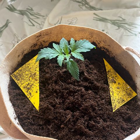 Cookies Gelato Auto [RQS] x2 growlog timeline photo