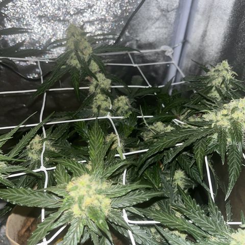 Royal AK Auto [RQS] x3 growlog timeline photo