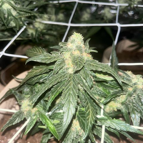 Royal AK auto [RQS] x2 growlog timeline photo