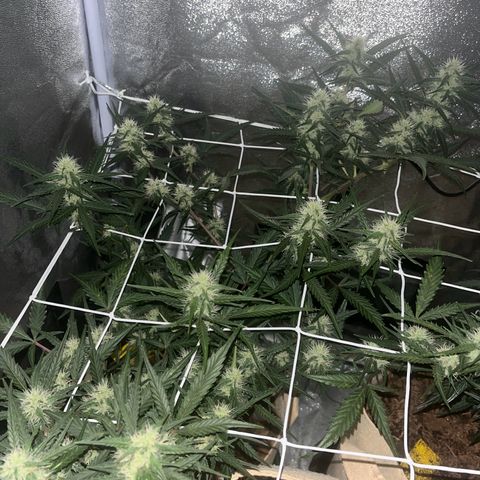 Royal AK auto [RQS] x1 growlog timeline photo
