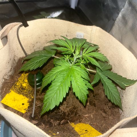 Cookies Gelato Auto [RQS] x1 growlog timeline photo