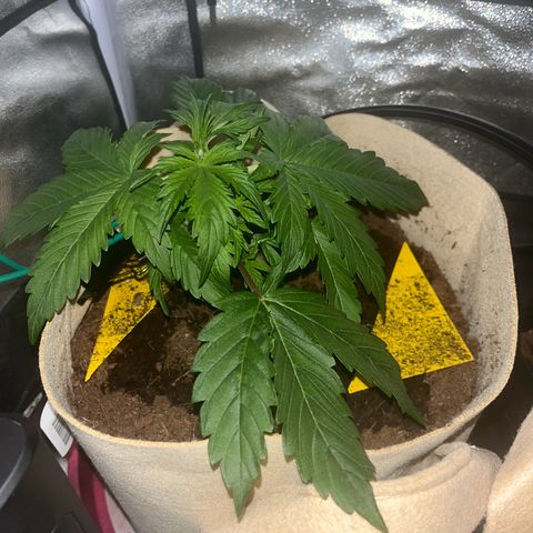 Cookies Gelato Auto [RQS] x2 growlog timeline photo
