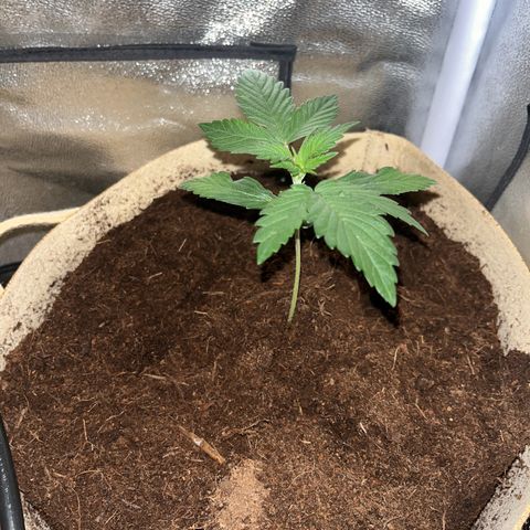 Blue Cheese growlog timeline photo