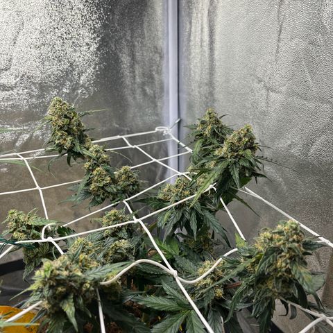 Royal AK Auto [RQS] x3 growlog timeline photo
