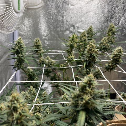 Royal AK auto [RQS] x1 growlog timeline photo