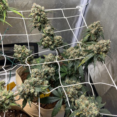 Royal AK Auto [RQS] x3 growlog timeline photo
