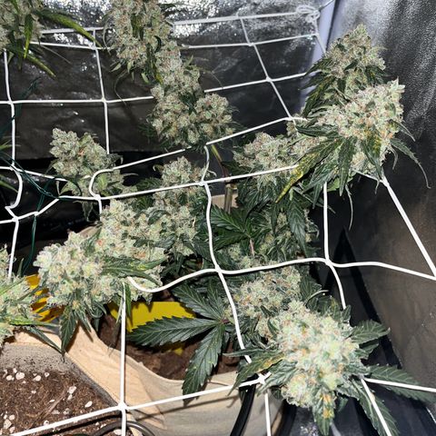 Royal AK Auto [RQS] x3 growlog timeline photo
