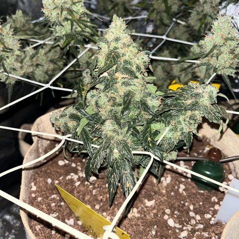 Royal AK auto [RQS] x2 growlog timeline photo