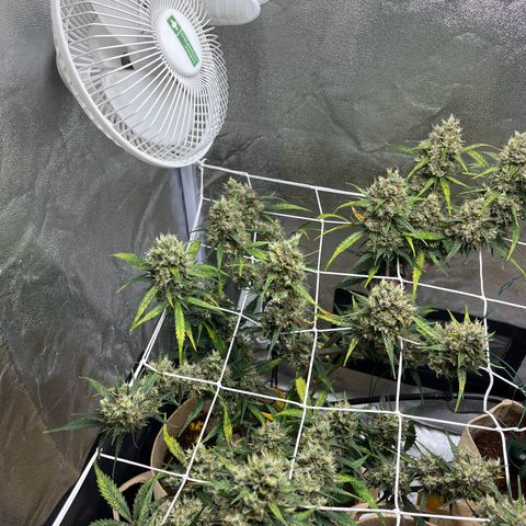 Royal AK auto [RQS] x1 growlog timeline photo