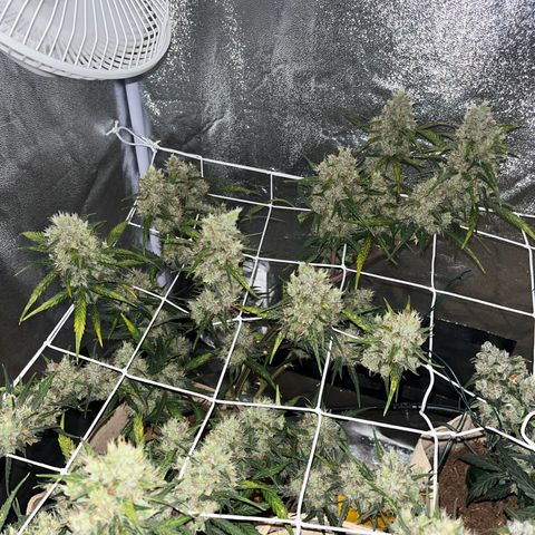 Royal AK auto [RQS] x1 growlog timeline photo