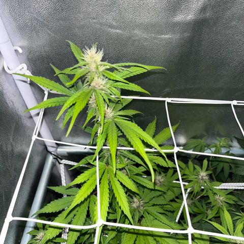 Cookies Gelato Auto [RQS] x2 growlog timeline photo