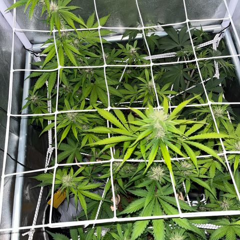 Cookies Gelato Auto [RQS] x1 growlog timeline photo